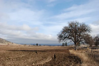 DSC_0016 (Large).JPG